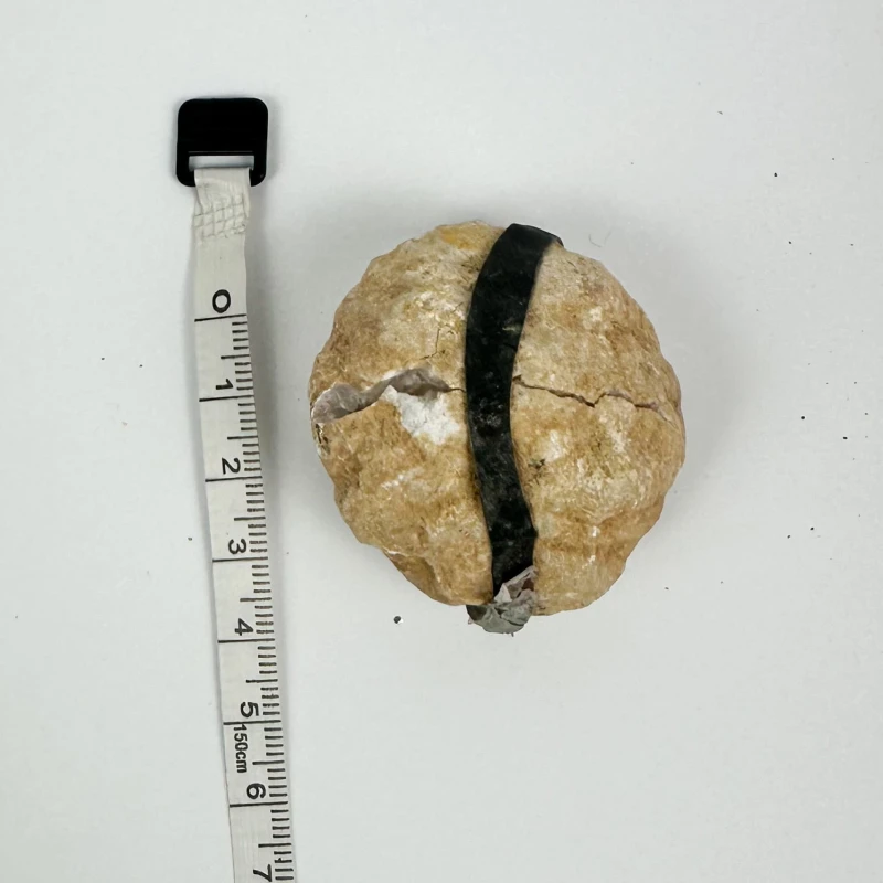 geoda z Maroko
